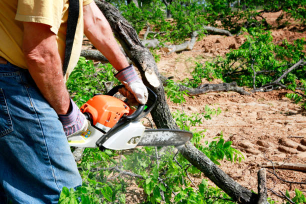 Best Affordable Tree Service  in West Columbia, TX